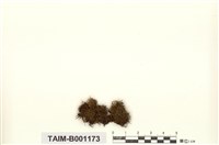 藏品(擬附幹苔屬)的圖片